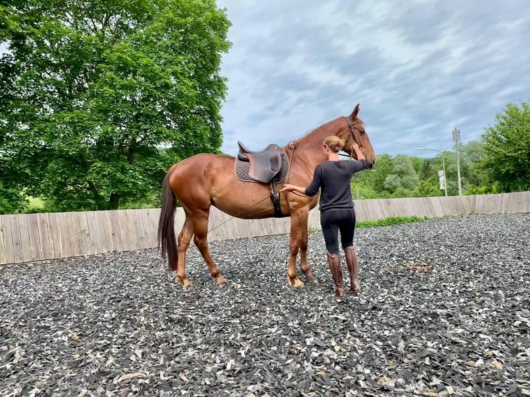 Lusitano Mix Giumenta 5 Anni 164 cm Sauro ciliegia in Mandelbachtal