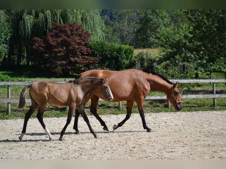 Lusitano Giumenta 5 Anni 165 cm Baio in Orcier