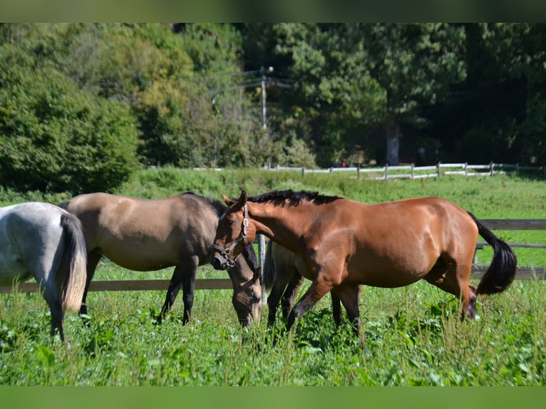 Lusitano Giumenta 5 Anni 165 cm Baio in Orcier