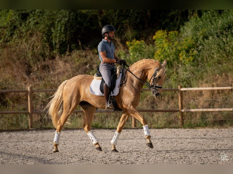 Lusitano Giumenta 5 Anni 165 cm Palomino in lissabon