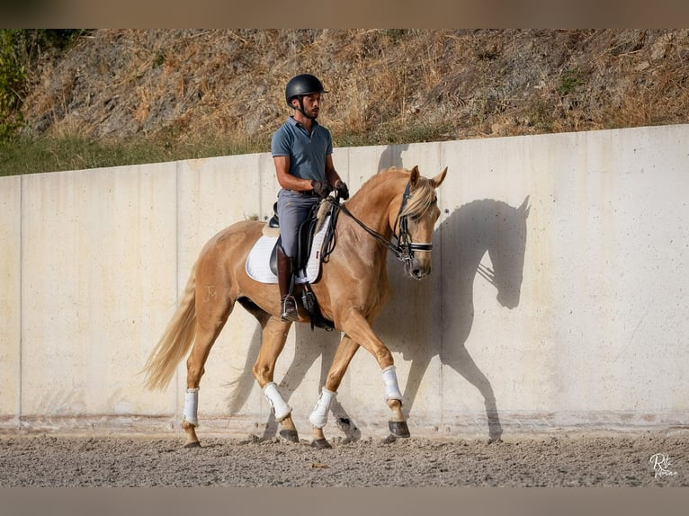 Lusitano Giumenta 5 Anni 165 cm Palomino in lissabon