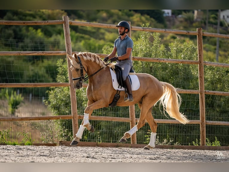 Lusitano Giumenta 5 Anni 165 cm Palomino in lissabon
