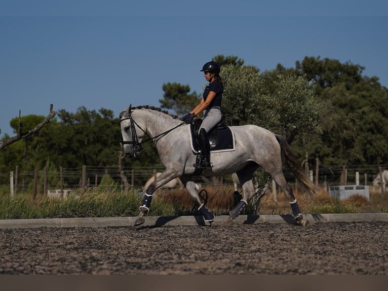 Lusitano Giumenta 5 Anni 166 cm Grigio ferro in Agua Derramada