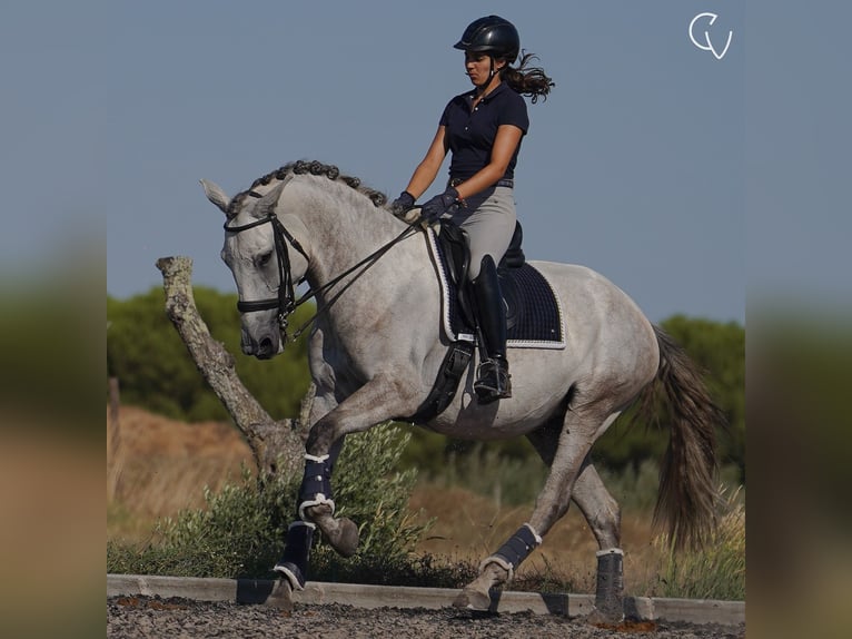 Lusitano Giumenta 5 Anni 166 cm Grigio ferro in Agua Derramada