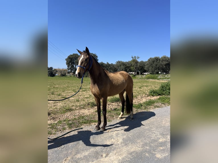 Lusitano Giumenta 5 Anni 167 cm Falbo in Casavells