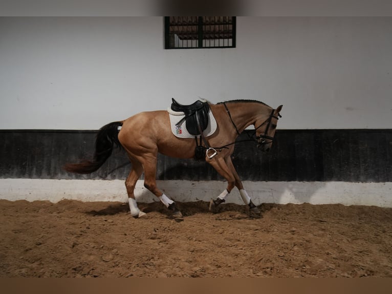 Lusitano Mix Giumenta 5 Anni 174 cm Pelle di daino in Coruche