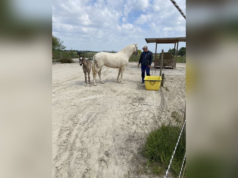 Lusitano Giumenta 5 Anni Pearl in Großefehn Bagband