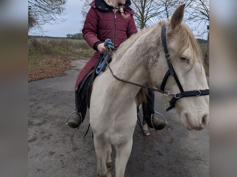 Lusitano Giumenta 6 Anni 147 cm Cremello in Beetzendorf