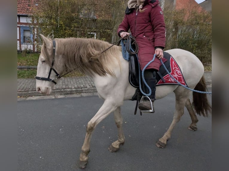 Lusitano Giumenta 6 Anni 147 cm Cremello in Beetzendorf