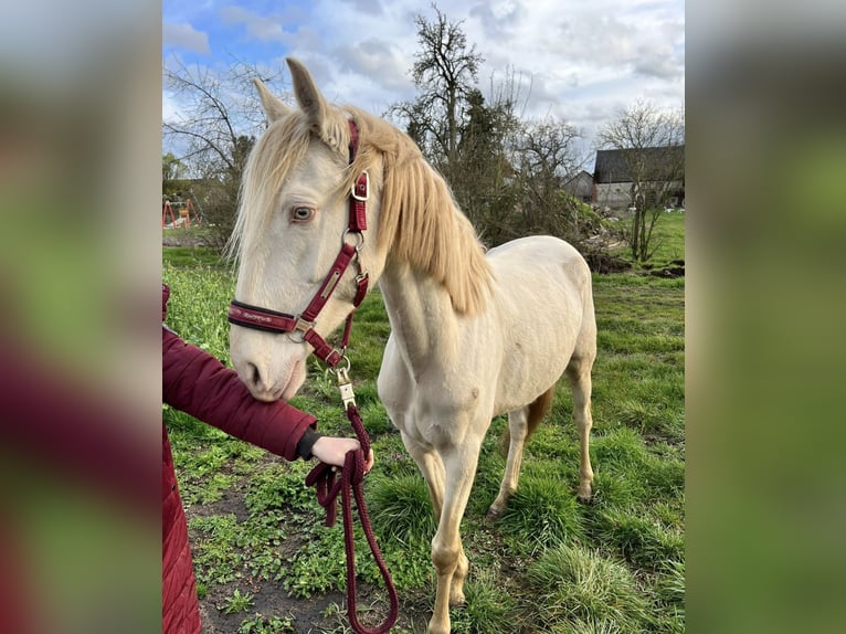 Lusitano Giumenta 6 Anni 147 cm Cremello in Beetzendorf