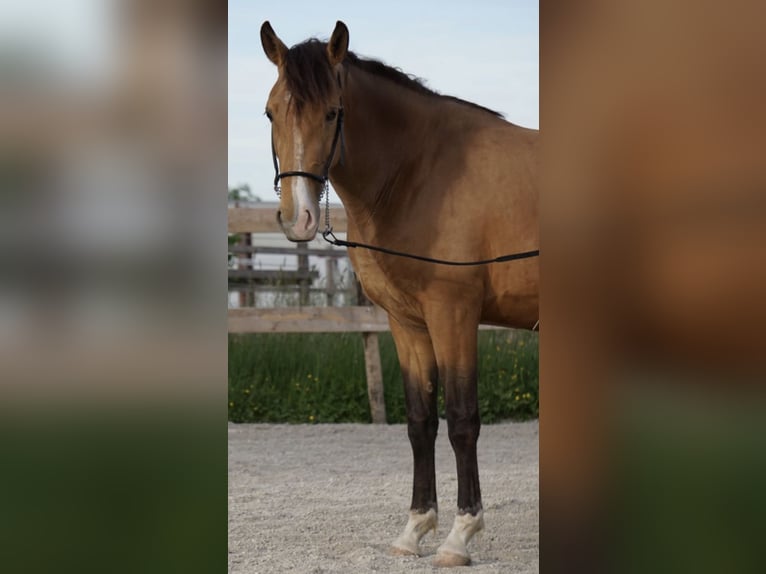 Lusitano Giumenta 6 Anni 152 cm Falbo in Feldkirchen bei Mattighofen