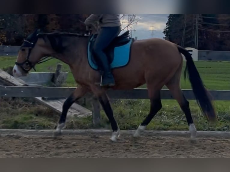 Lusitano Giumenta 6 Anni 152 cm Falbo in Feldkirchen bei Mattighofen