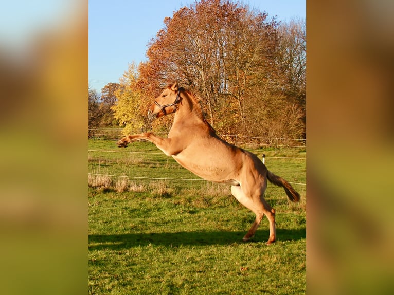 Lusitano Giumenta 6 Anni 152 cm Red dun in Fuchstal