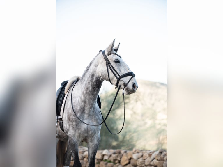 Lusitano Giumenta 6 Anni 153 cm Grigio in Montecortomontecorto