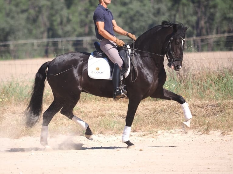 Lusitano Giumenta 6 Anni 157 cm Morello in Navas Del Madroño