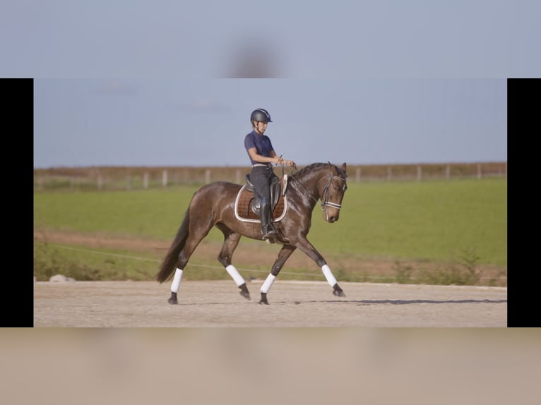 Lusitano Giumenta 6 Anni 157 cm Pelle di daino in Générac