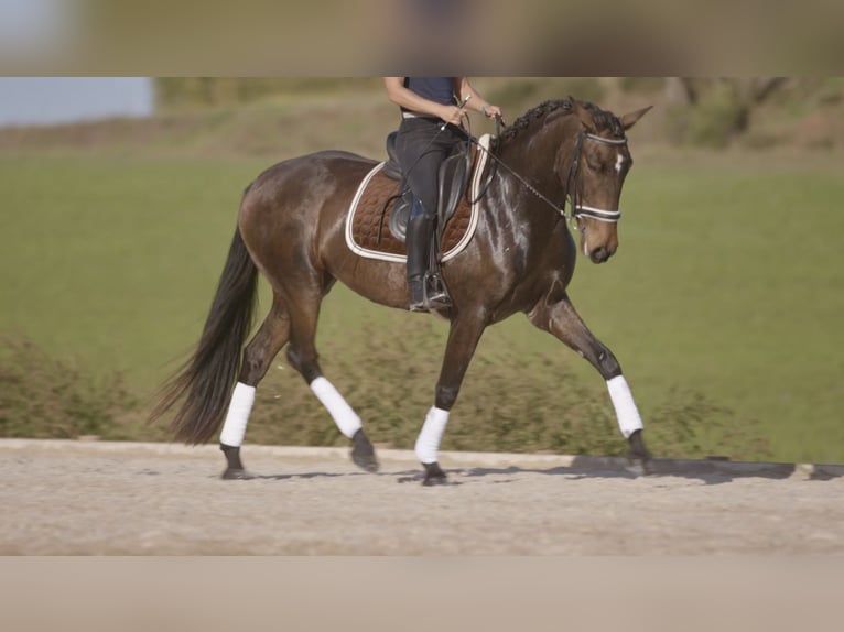 Lusitano Giumenta 6 Anni 157 cm Pelle di daino in Générac