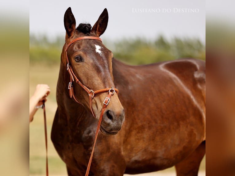 Lusitano Giumenta 6 Anni 157 cm Pelle di daino in Générac