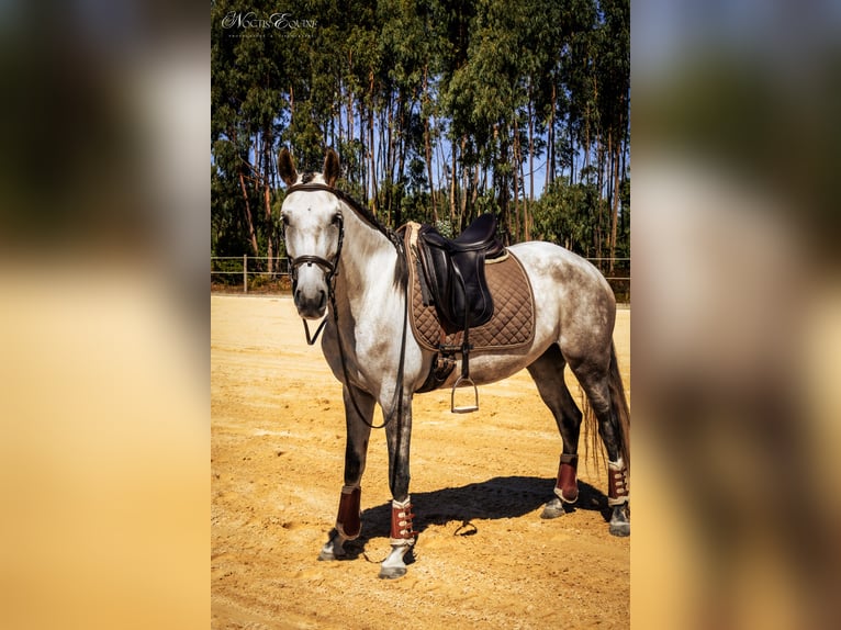 Lusitano Giumenta 6 Anni 158 cm Grigio rossastro in São Teotónio Lusitano Giumenta 6 Anni 158 cm Grigio rossastro in São Teotónio