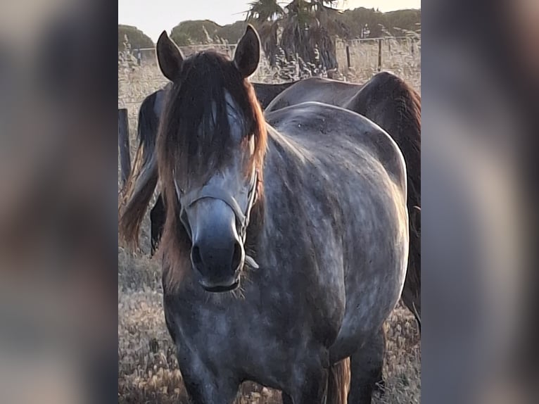 Lusitano Giumenta 6 Anni 159 cm Grigio in Cavaleiro