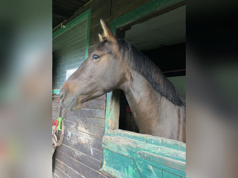 Lusitano Mix Giumenta 6 Anni 160 cm Baio scuro in Hagen