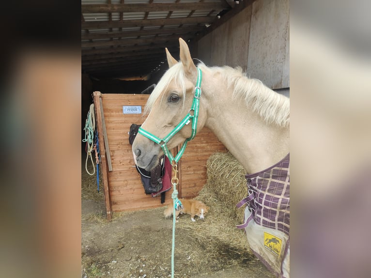 Lusitano Giumenta 6 Anni 160 cm Palomino in Waldeck