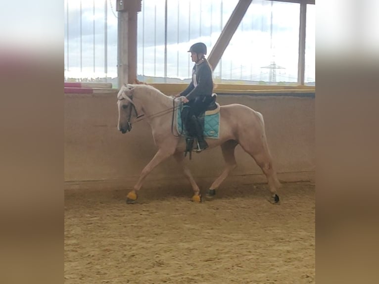 Lusitano Giumenta 6 Anni 160 cm Palomino in Waldeck