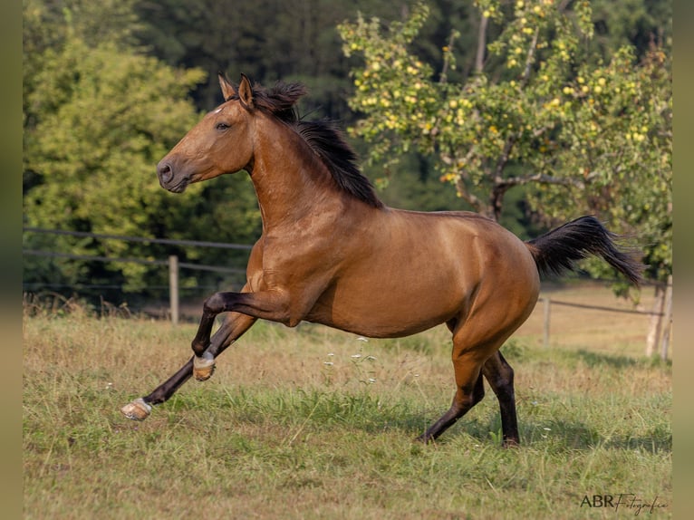 Lusitano Giumenta 6 Anni 160 cm Pelle di daino in Allensbach