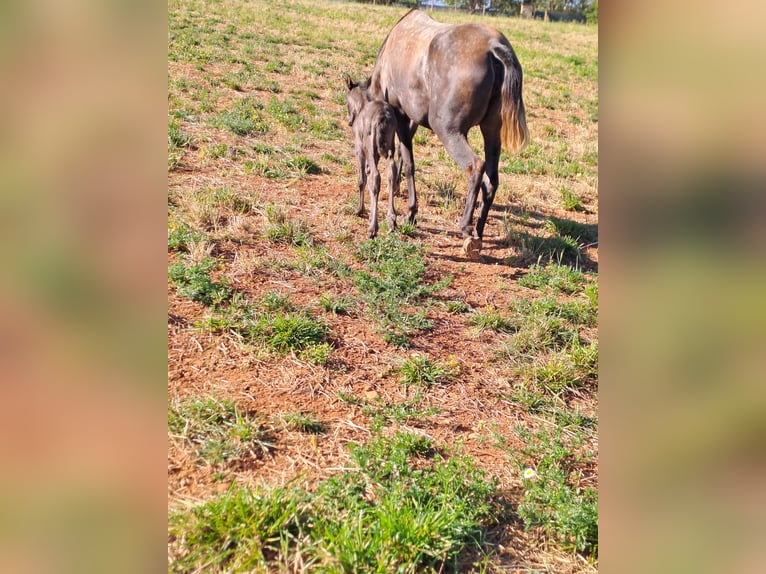 Lusitano Giumenta 6 Anni 160 cm Può diventare grigio in pera