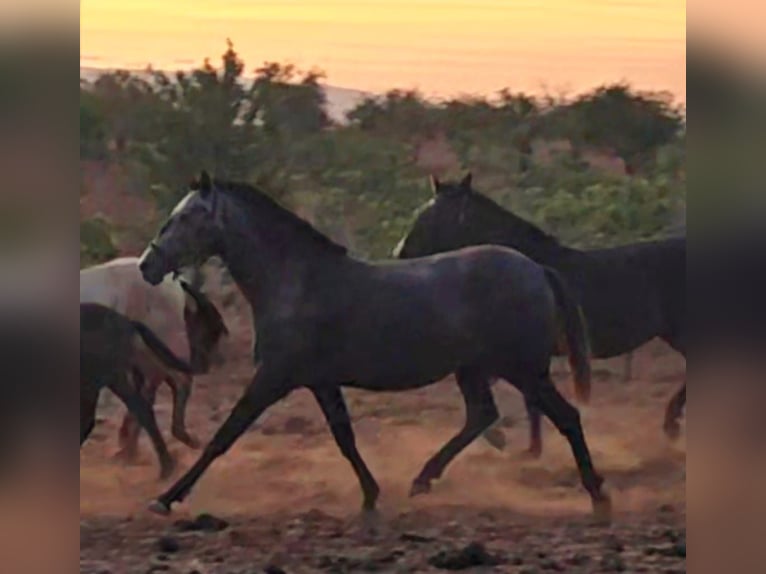 Lusitano Giumenta 6 Anni 160 cm Può diventare grigio in pera