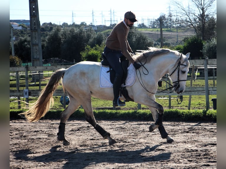 Lusitano Giumenta 6 Anni 162 cm in Silves