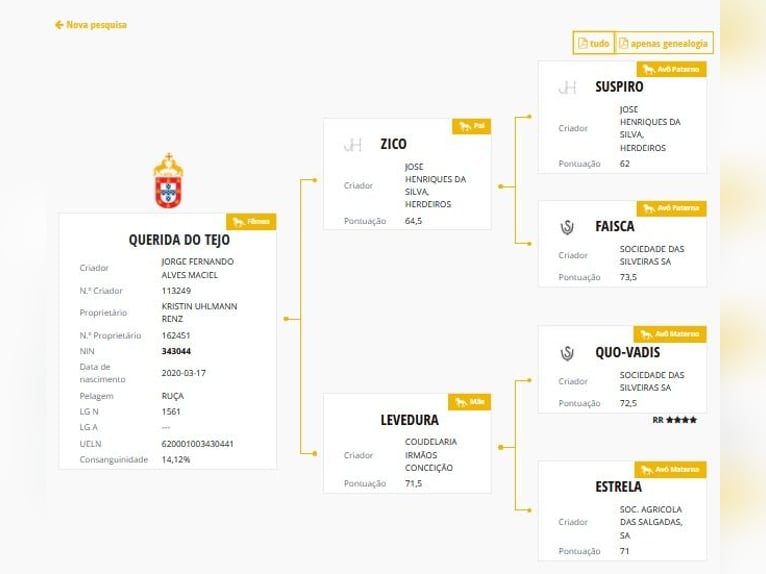 Lusitano Giumenta 6 Anni 162 cm in Silves