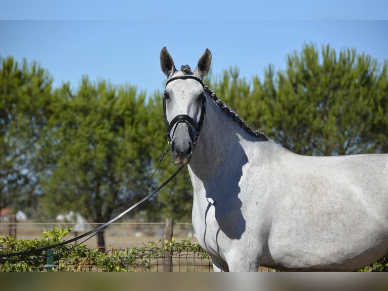 Lusitano Giumenta 6 Anni 167 cm Grigio trotinato in Agua Derramada