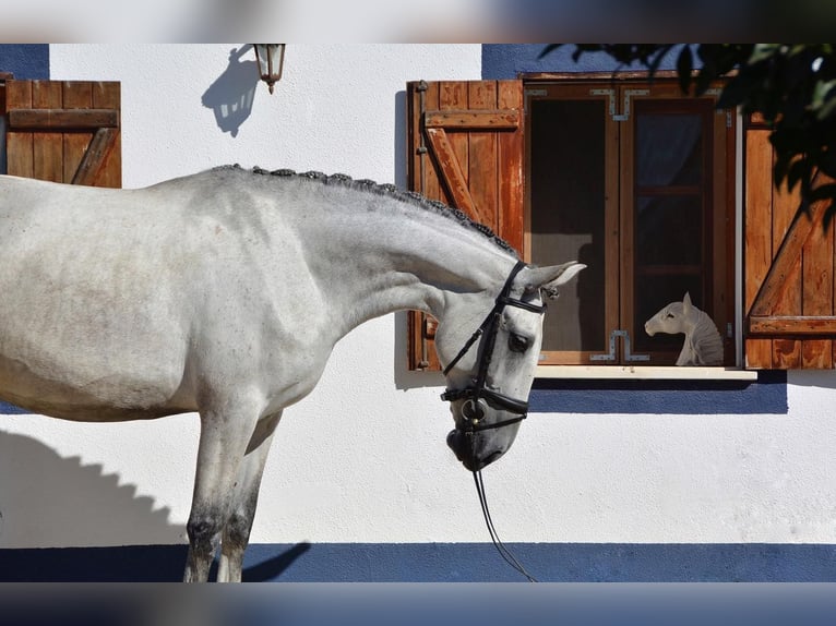 Lusitano Giumenta 6 Anni 167 cm Grigio trotinato in Agua Derramada