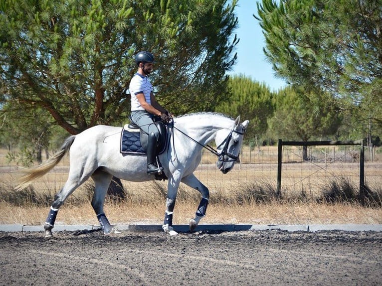 Lusitano Giumenta 6 Anni 167 cm Grigio trotinato in Agua Derramada