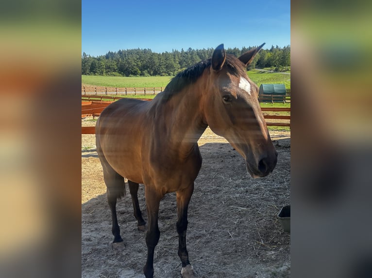 Lusitano Giumenta 6 Anni 168 cm Baio in Gößweinstein