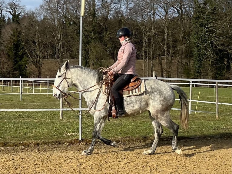 Lusitano Giumenta 6 Anni Grigio pezzato in Amlikon-Bissegg