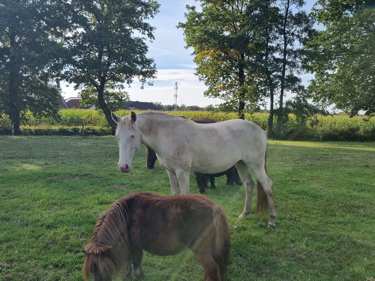 Lusitano Giumenta 7 Anni 150 cm Perlino in Zenderen