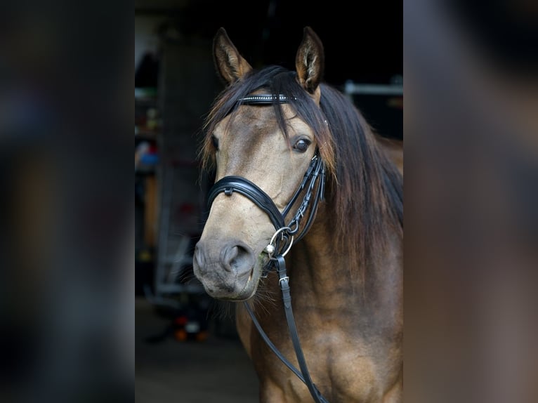 Lusitano Mix Giumenta 7 Anni 155 cm Pelle di daino in Friedeburg Lusitano Mix Giumenta 7 Anni 155 cm Pelle di daino in Friedeburg