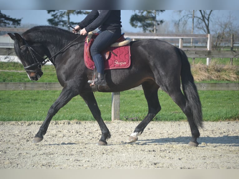 Lusitano Giumenta 7 Anni 157 cm Baio nero in Breda