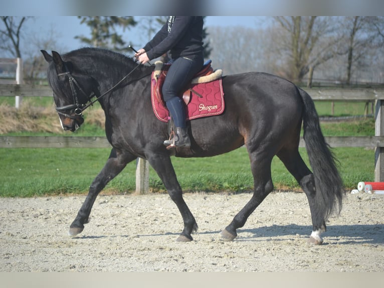 Lusitano Giumenta 7 Anni 157 cm Baio nero in Breda
