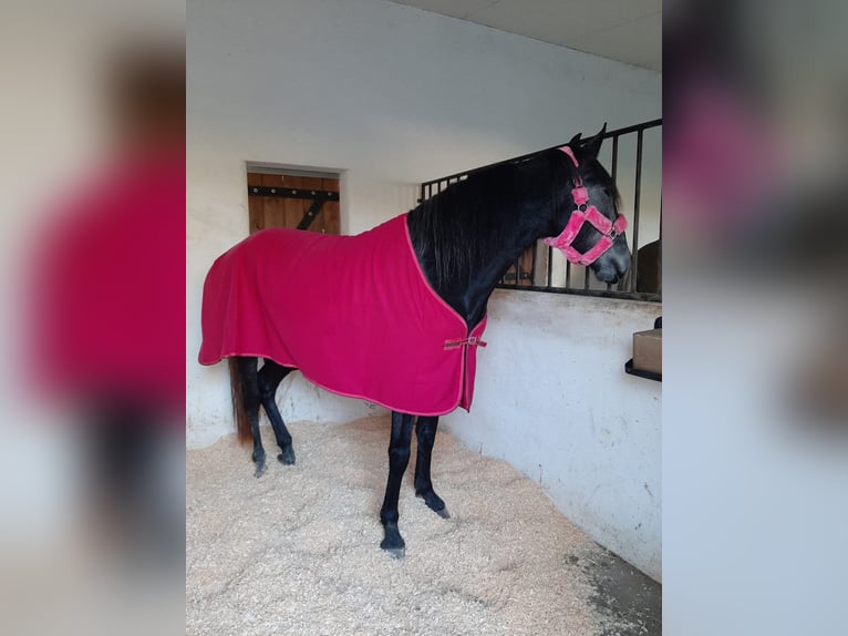 Lusitano Giumenta 7 Anni 157 cm Grigio in Torres novas