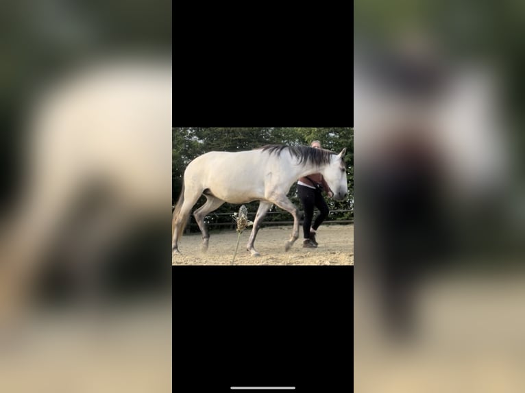 Lusitano Giumenta 7 Anni 158 cm Grullo in Essen