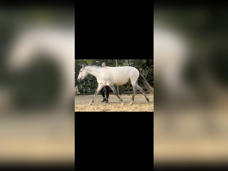 Lusitano Giumenta 7 Anni 158 cm Grullo in Essen