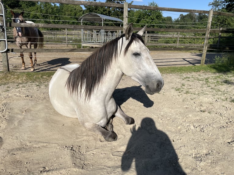 Lusitano Giumenta 7 Anni 158 cm Grullo in Essen
