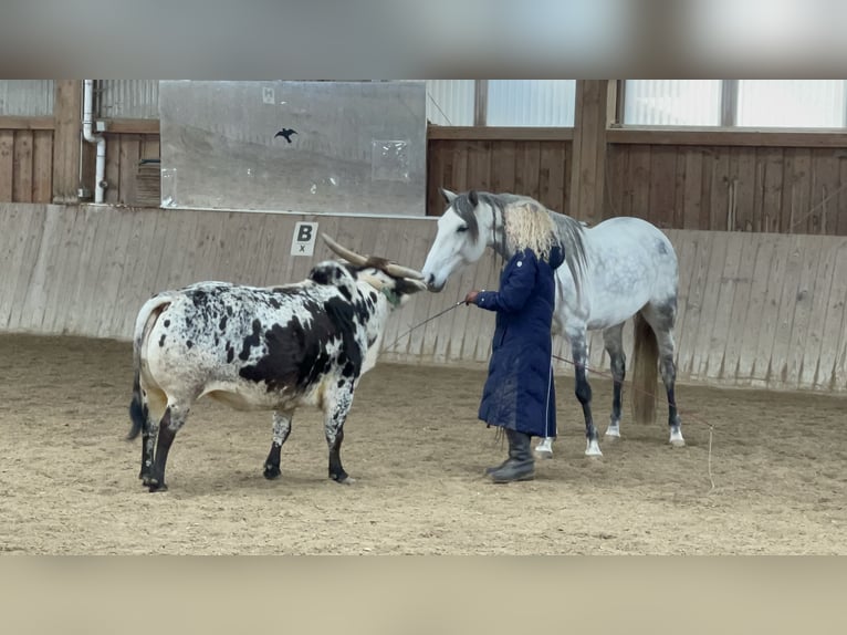 Lusitano Giumenta 7 Anni 160 cm Grigio ferro in Halfing