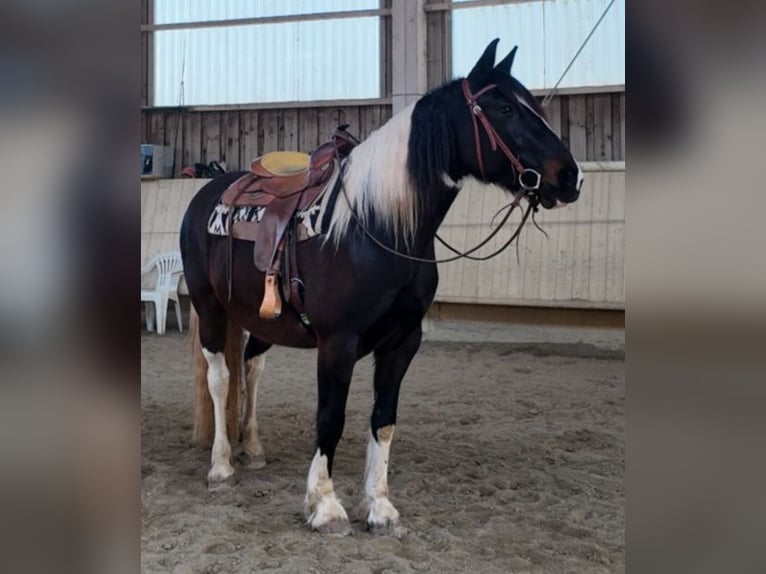 Lusitano Mix Giumenta 7 Anni 160 cm Pezzato in Albstadt