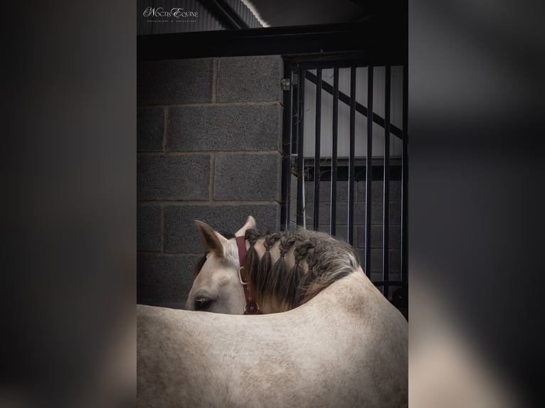 Lusitano Giumenta 7 Anni 161 cm Grigio rossastro in S&#xE3;o Teot&#xF3;nio