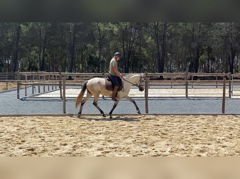 Lusitano Giumenta 7 Anni 161 cm Grigio rossastro in S&#xE3;o Teot&#xF3;nio