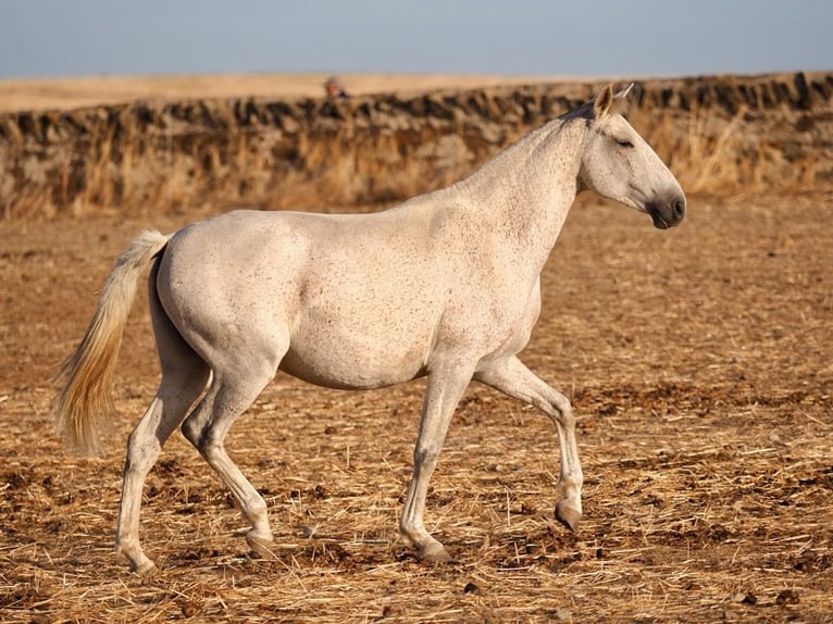 Lusitano Giumenta 7 Anni 161 cm Grigio in Navas Del Madroño